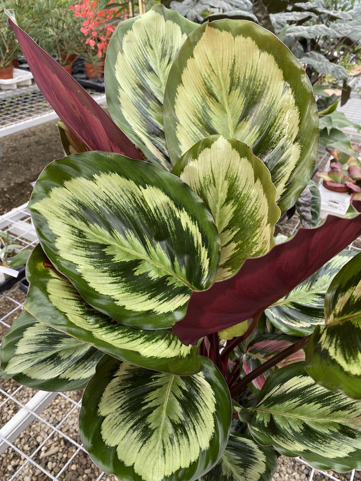 Calathea Misty XL - Planta paun