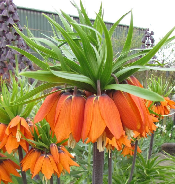 Fritillaria imperialis Aurora (laleaua imparatului)