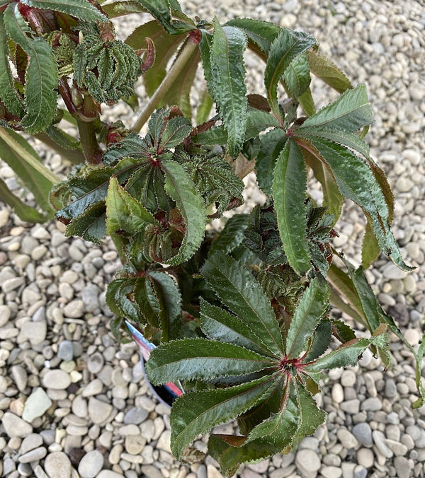 Begonia Luxurians