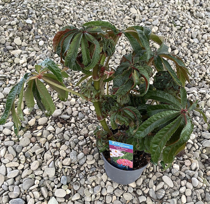 Begonia Luxurians