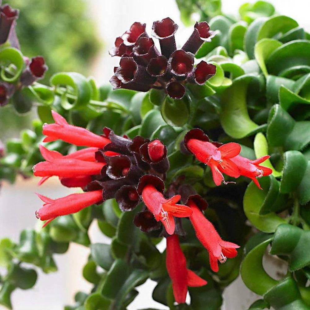 Aeschynanthus Twister - Lipstick plant (Planta Ruj) 3 plante/ghiveci