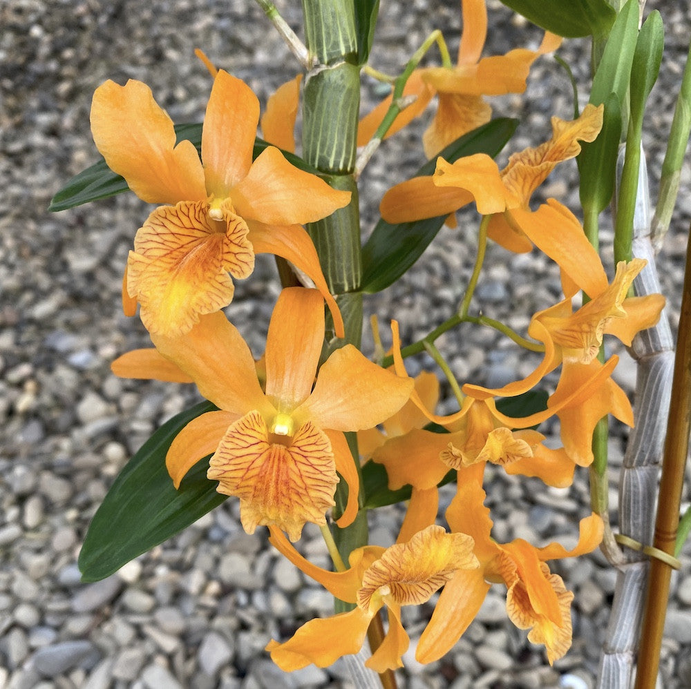 Orhidee Dendrobium portocaliu Stardust Firebird - pret imbatabil
