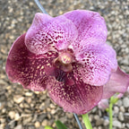 Vanda Divana Pink & Mahogany