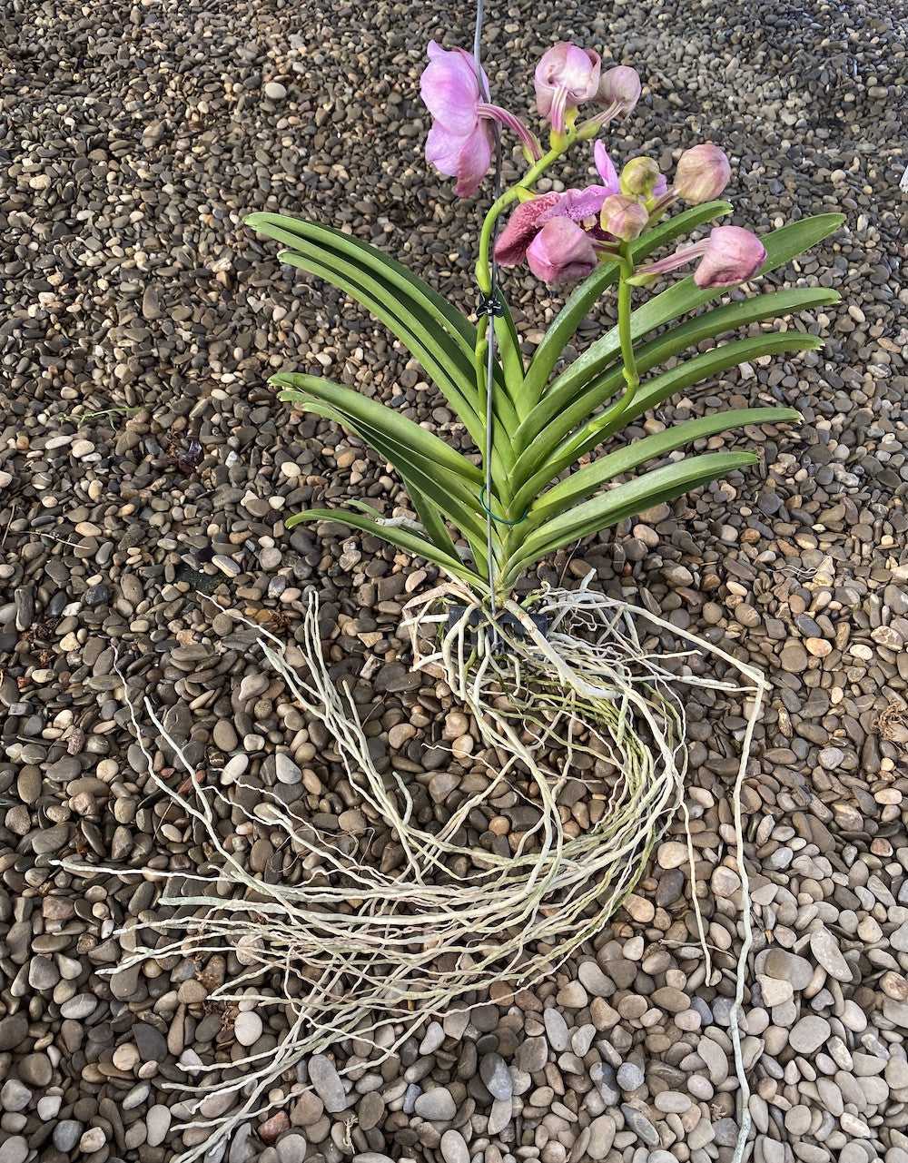 Vanda Divana Pink & Mahogany