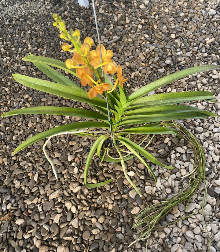 Vanda portocalie Natcha Princess Orange