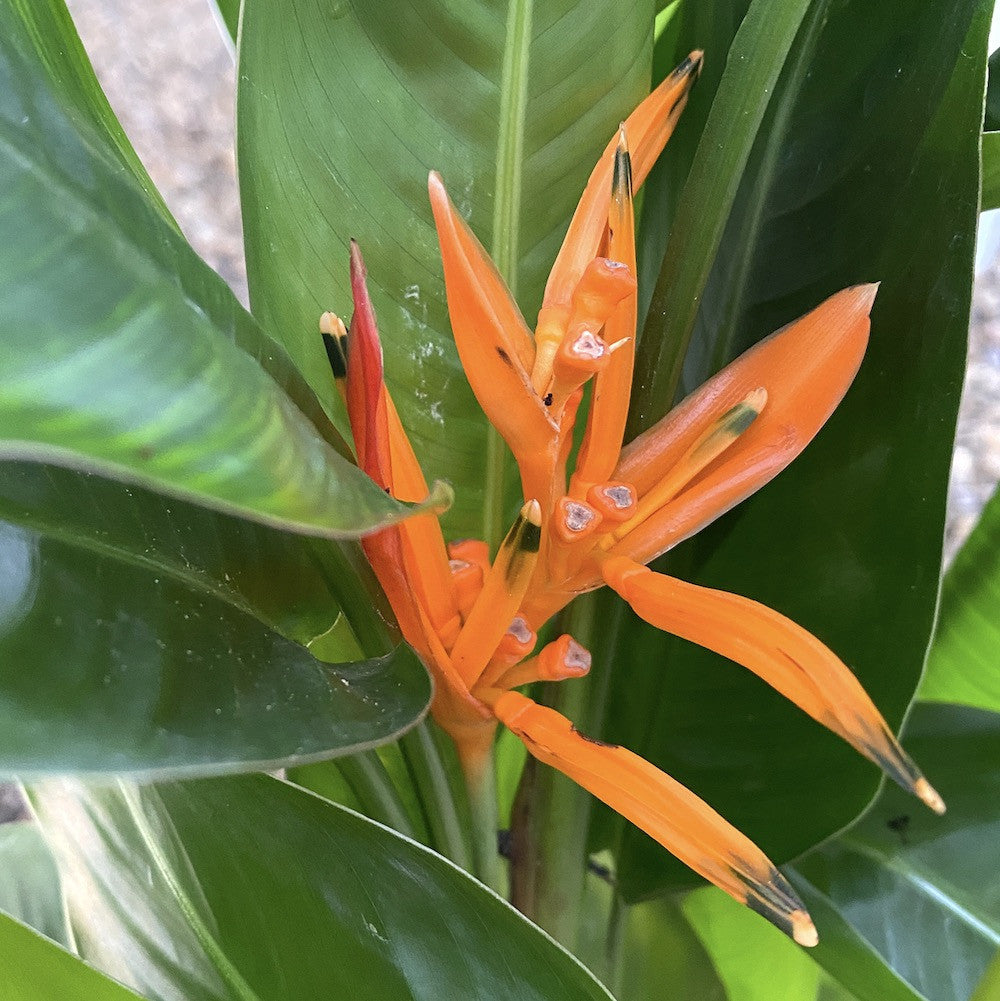 Heliconia 'Curacao'