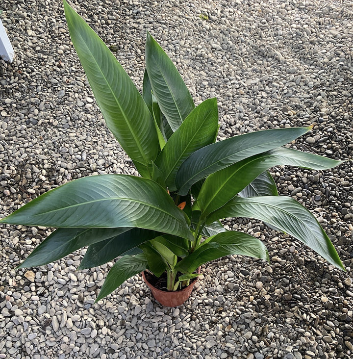 Heliconia 'Curacao'