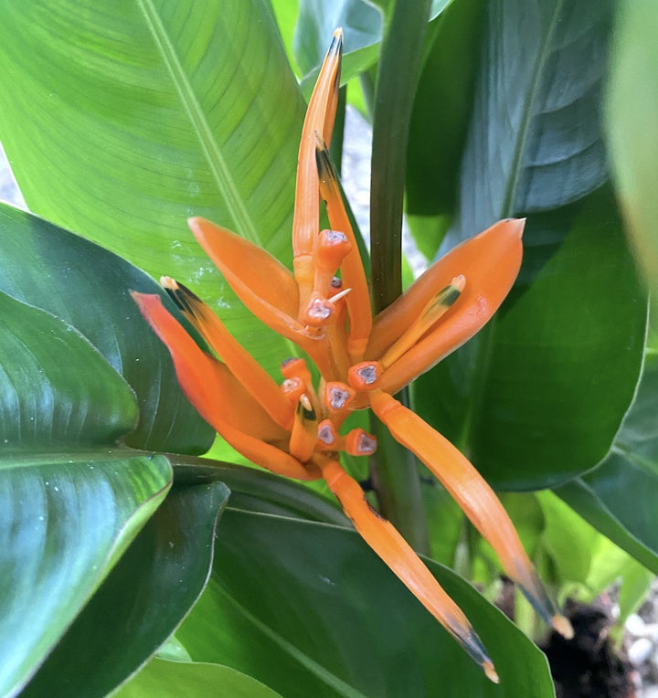 Heliconia 'Curacao'