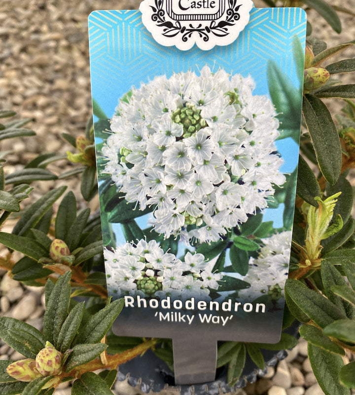 Rhododendron diversipilosum Milky Way - azalee de gradina