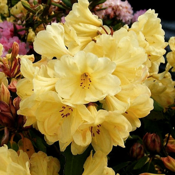 Azalee de gradina - Rhododendron impeditum 'Golden Wonder'