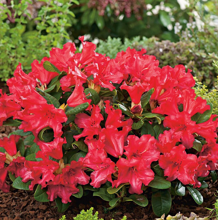 Rhododendron Scarlet Wonder