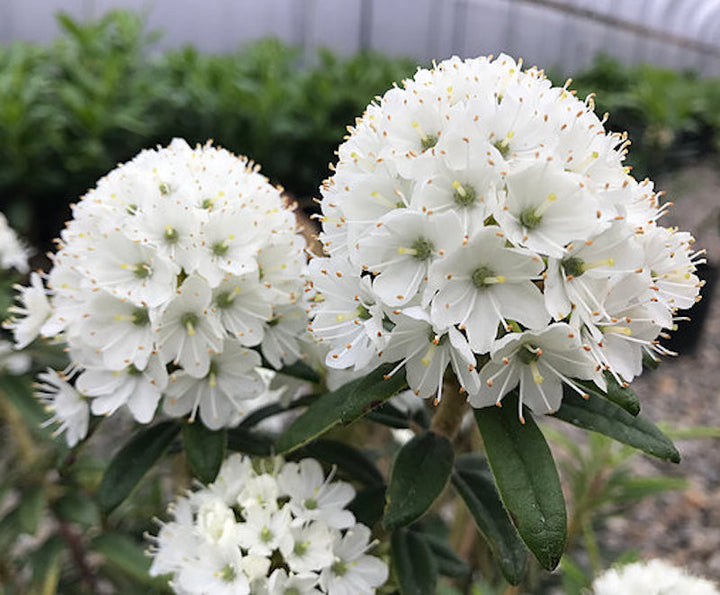 Rhododendron diversipilosum Milky Way - azalee de gradina