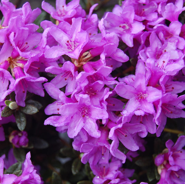Azalee de gradina - Rhododendron impeditum 'Frost Hexe'