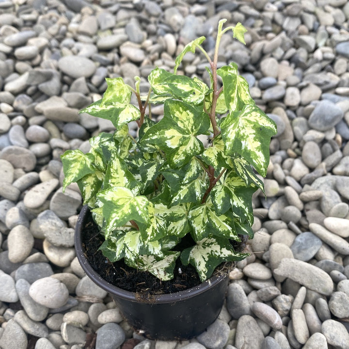 Hedera helix Golden Jytte