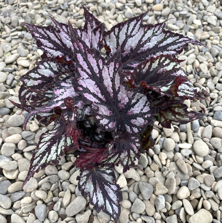 Begonia Rex 'Helen Teupel' mini