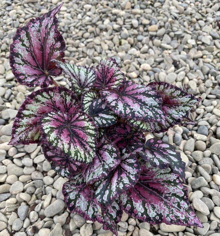 Begonia rex 'Royal Rubin' mini