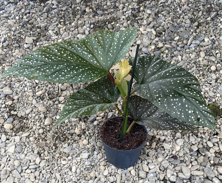 Begonia x Corallina (Angel Wing Begonia)