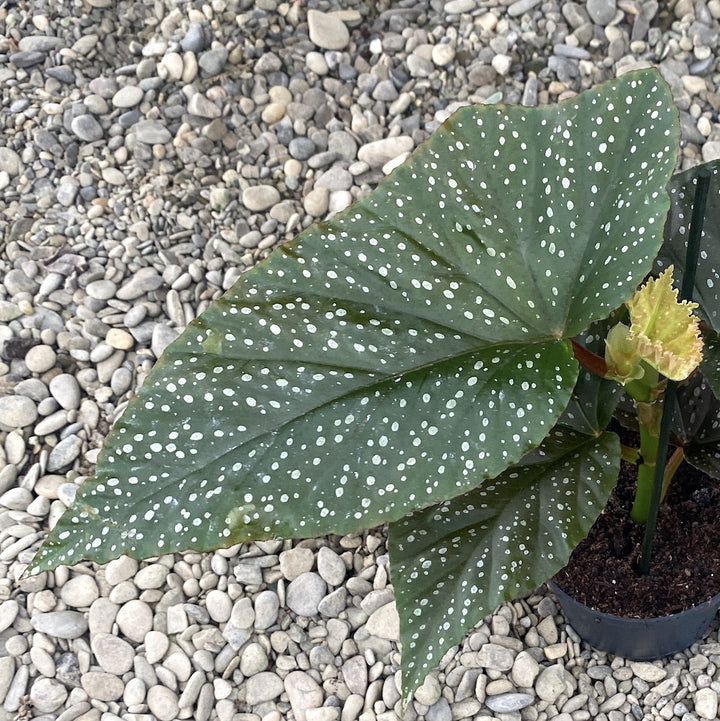 Begonia x Corallina (Angel Wing Begonia)