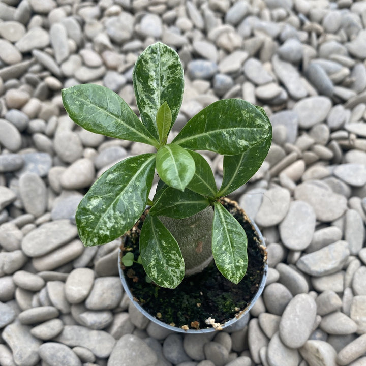 Adenium Obesum variegat mini - Trandafirul desertului