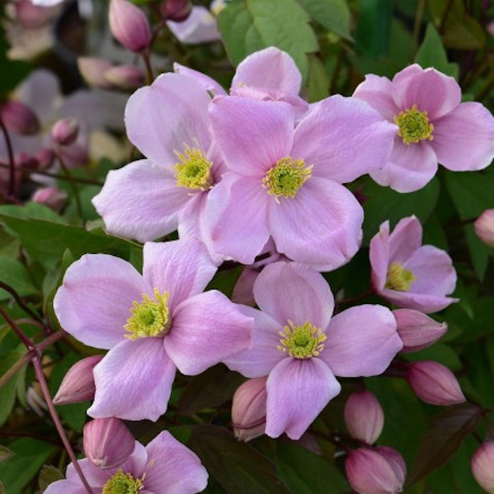 Clematis montana 'Mayleen'