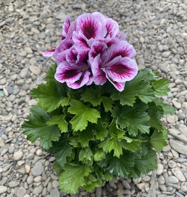 Pelargonium grandiflorum Bella Donna Paars - muscate englezesti