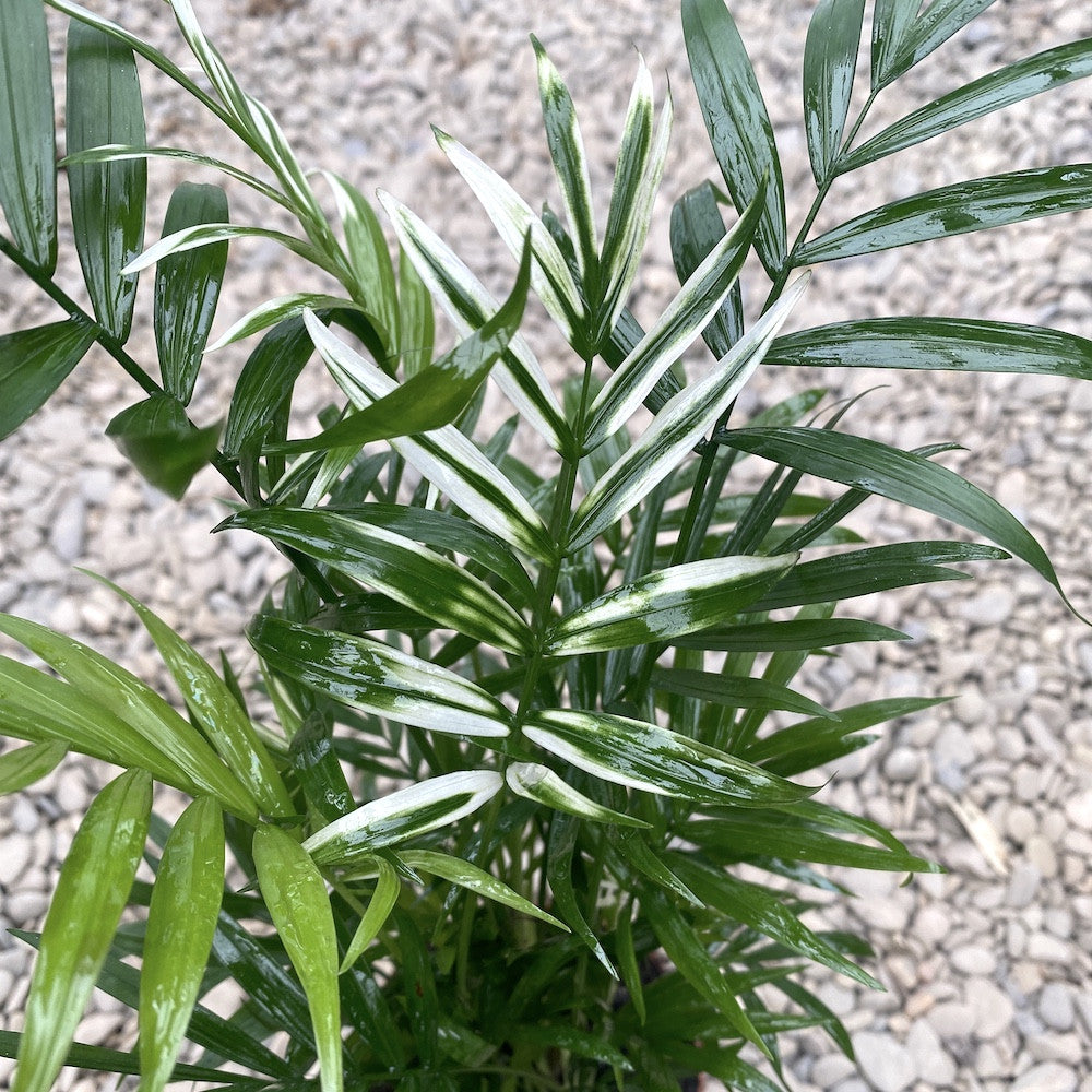 Palmier Chamaedorea Elegans variegat