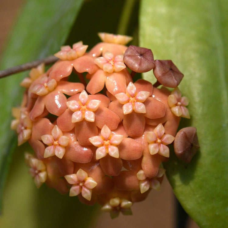 Hoya Neoebudica Golden Wax Plant Exemplare Dezvoltate Floraria