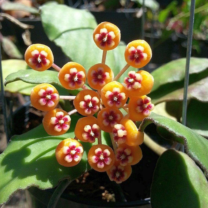 Hoya waymaniae - flori parfumate