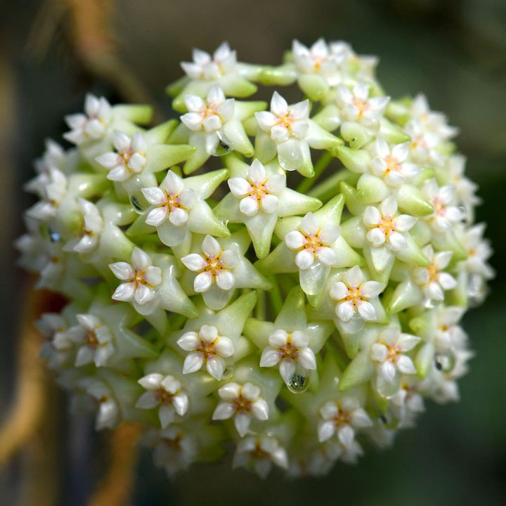 Hoya parasitica