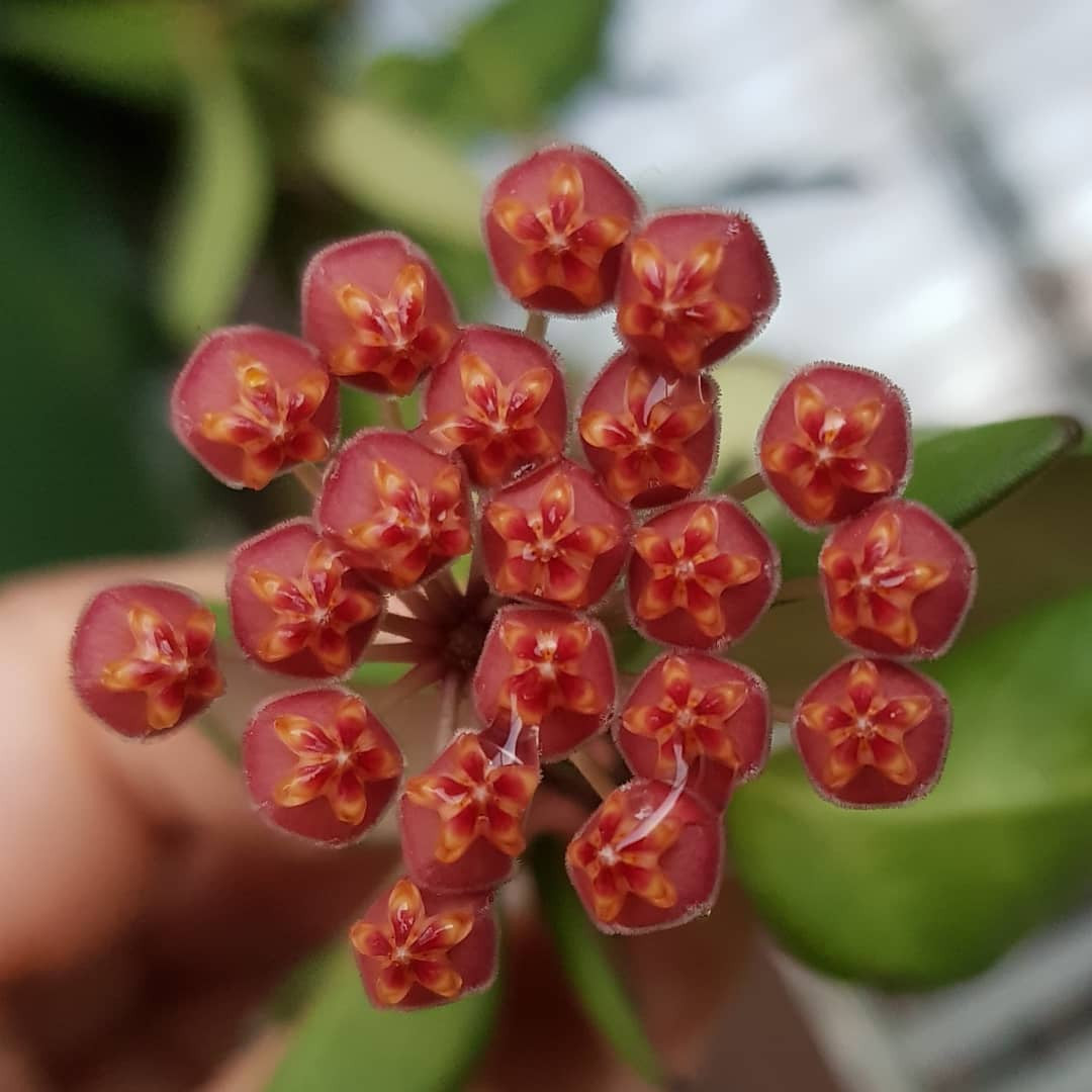 Hoya sp. aff. burtoniae - flori parfumate
