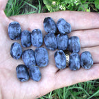 Lonicera caerulea 'Borealis'