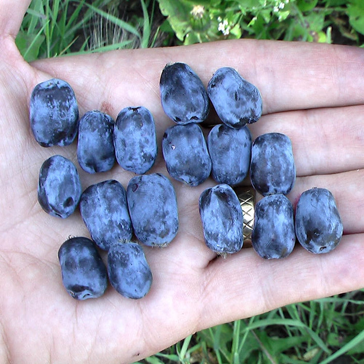 Lonicera caerulea 'Borealis'