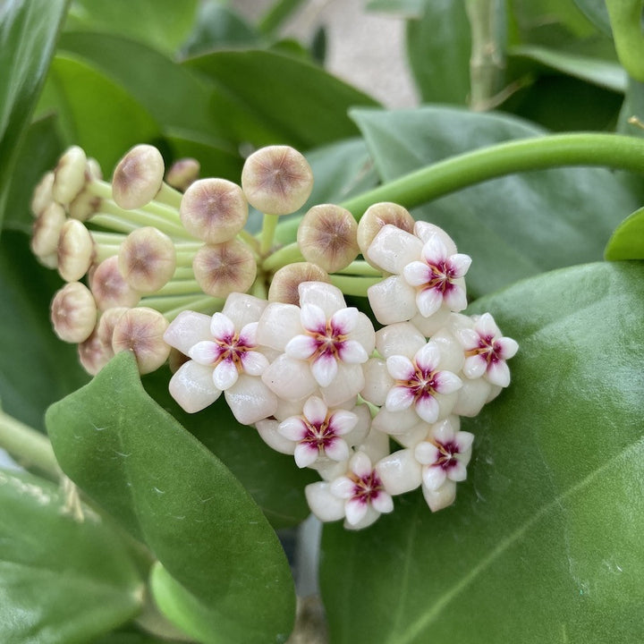 Hoya Pachyclada Red Corona - flori parfumate