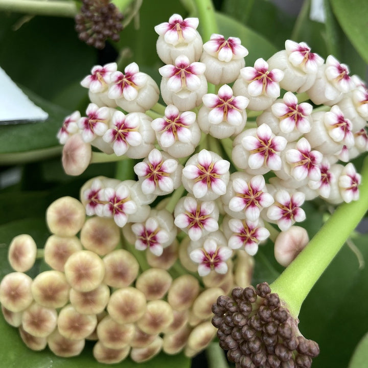 Hoya Pachyclada Red Corona - flori parfumate