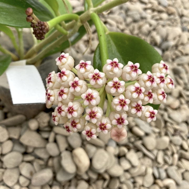 Hoya Pachyclada Red Corona - flori parfumate