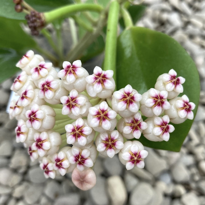 Hoya Pachyclada Red Corona - flori parfumate