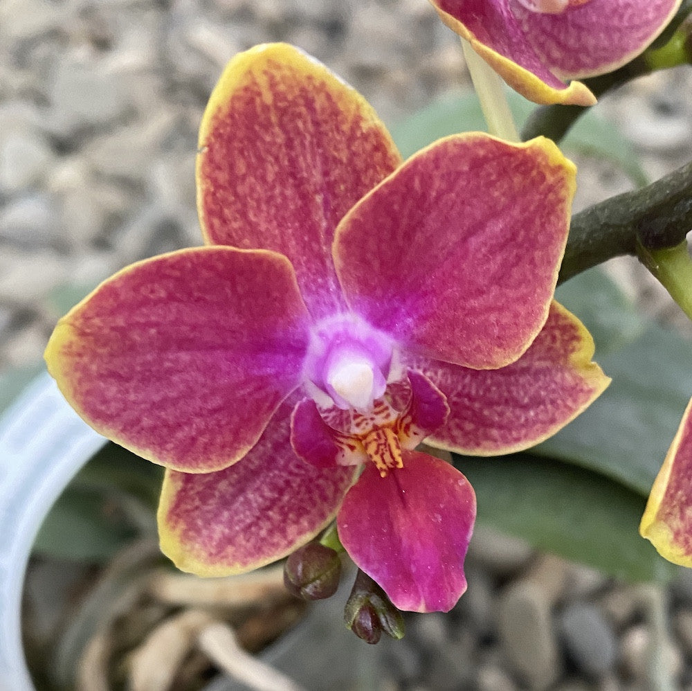 Phalaenopsis Jefferson