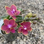 Phalaenopsis Jefferson