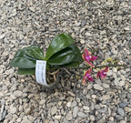 Phalaenopsis Jefferson
