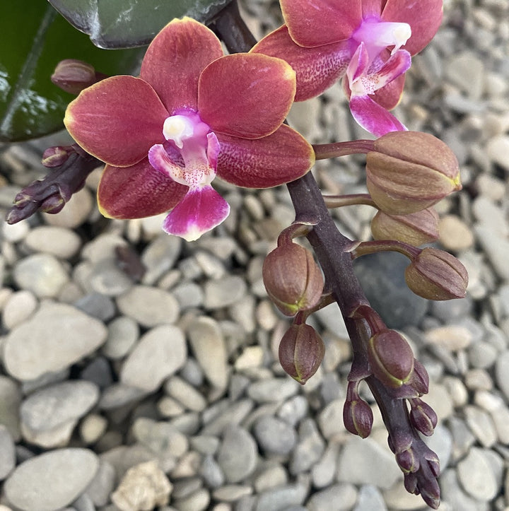 Orhidee Phalaenopsis Yushan Shine 'YU90'