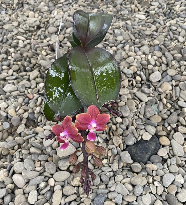 Orhidee Phalaenopsis Yushan Shine 'YU90'