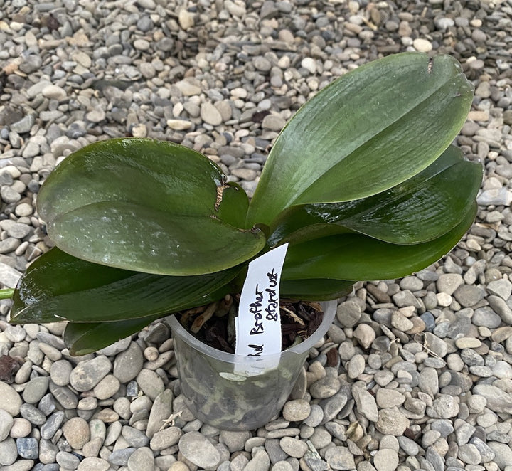 Orhidee Phalaenopsis galben Brother Stardust