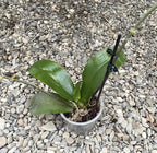 Phalaenopsis Sandra Jade - usor parfumata