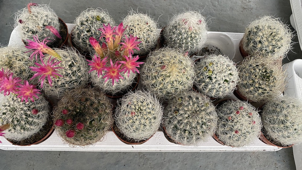 Cactusi cu flori