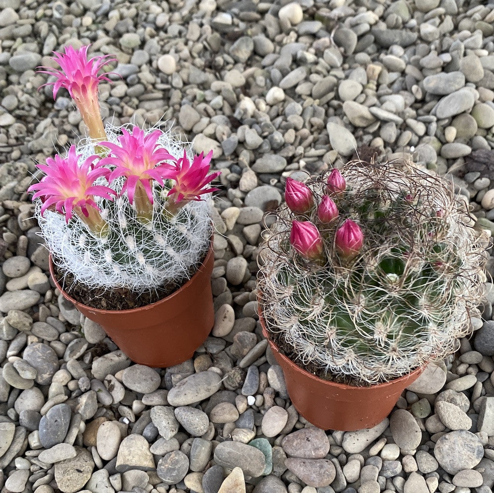 Cactusi cu flori