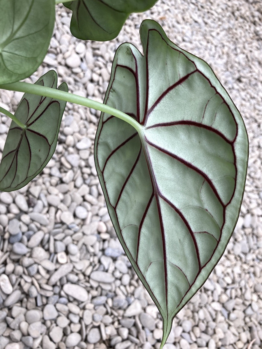 Alocasia Dragon Scale