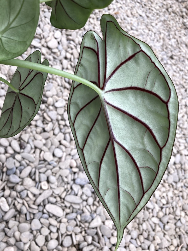 Alocasia Dragon Scale