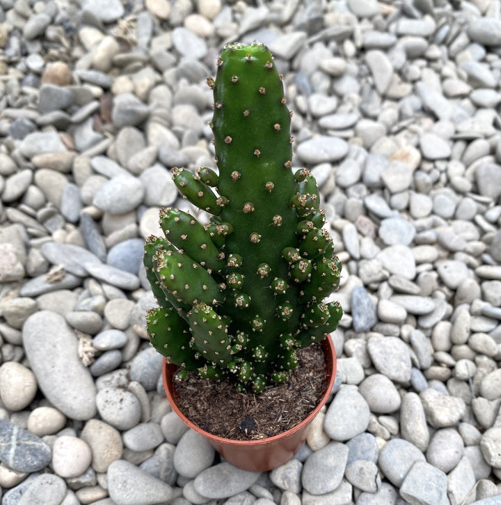 Joseph's Coat (Opuntia monacantha)