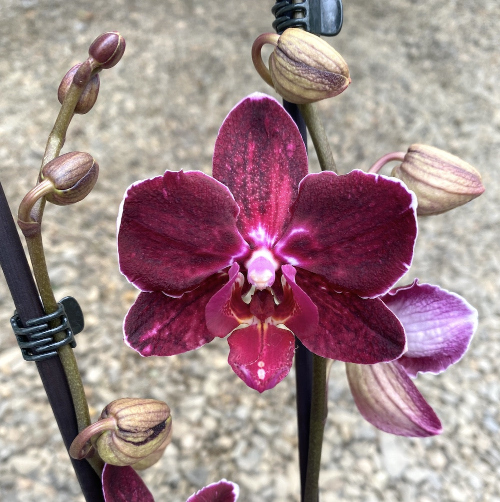 Phalaenopsis Veronika pelorica - varietate speciala