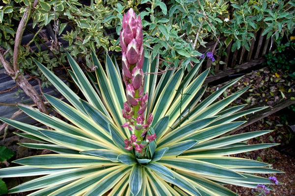 Yucca de gradina - yucca gloriosa